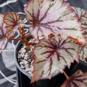 Rex Begonia Tye-Dye